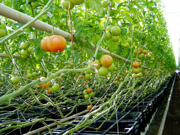 analisa usaha budidaya tomat