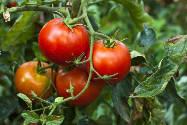 foto cara budidaya tanaman tomat