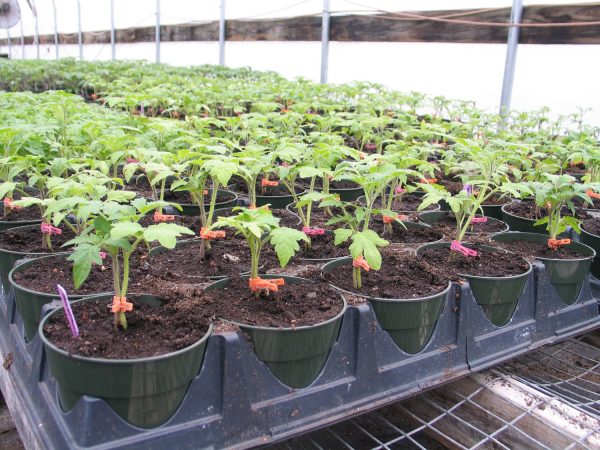 foto cara menanam tomat dari bibit hingga panen