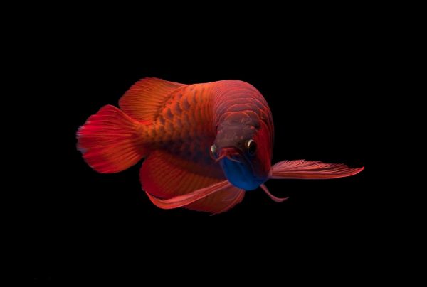 foto ikan arwana merah, ikan hias air tawar