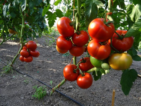 foto jenis jenis tomat varietas unggul