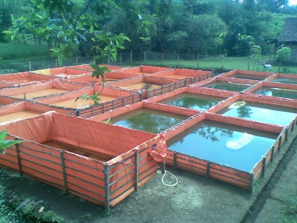 foto pembuatan dan perawatan kolam ikan nila