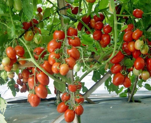 foto tomat keriting