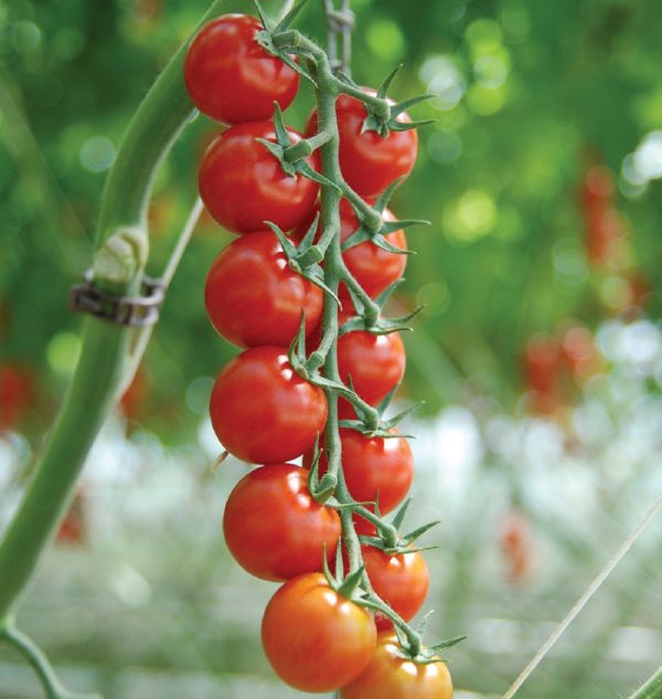foto tomat sakura