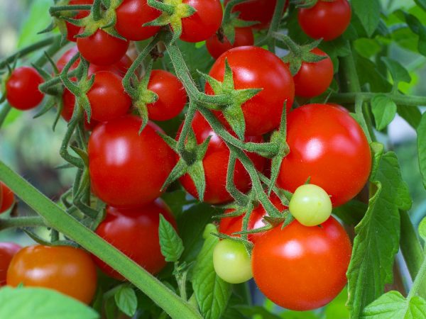 foto tomat synta