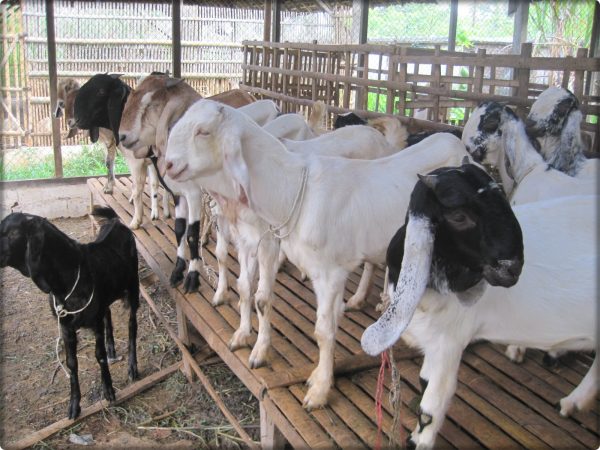 gambar cara ternak kambing yang benar untuk pemula