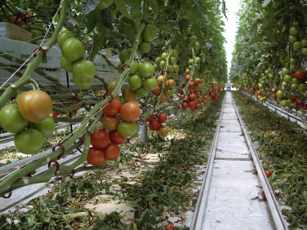 pengendalian hama dan penyakit tanaman tomat