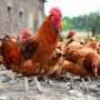Prospek Dan Peluang Usaha Ternak Ayam Serta Tips Suksesnya