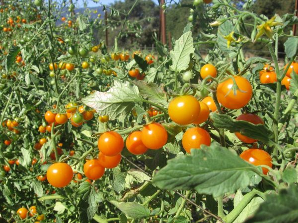 syarat agar tanaman tomat tumbuh dengan baik