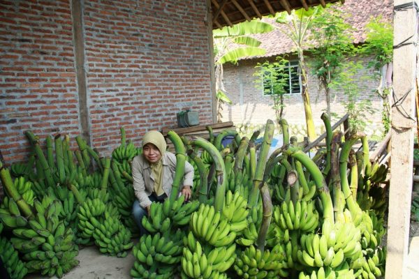 analisis usaha budidaya pisang raja bulu