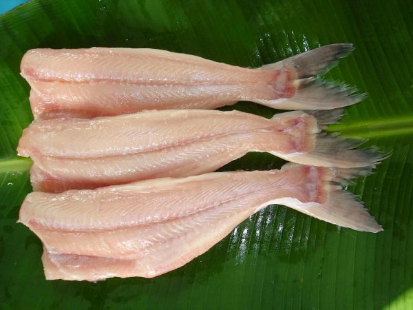 aneka manfaat ikan patin yang kaya akan omega 3