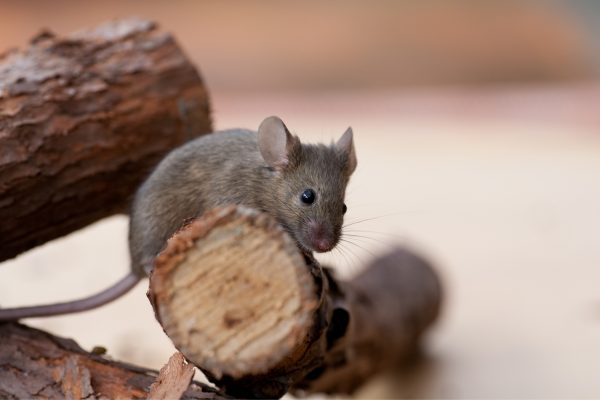 berbagai penyakit yang berasal dari tikus