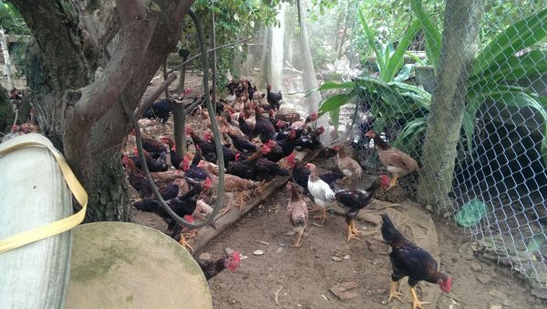 cara beternak ayam kampung yang ekonomis