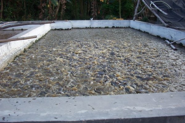 cara budidaya ikan patin dengan kolam tembok beton awet dan tahan lama
