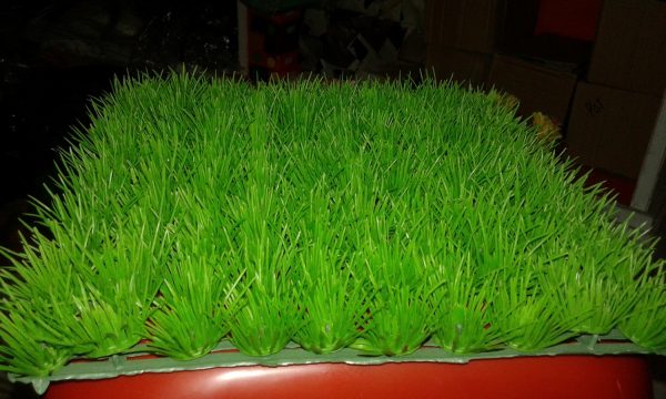 cara menanam rumput jepang