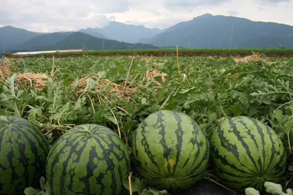 cara menanam semangka dengan teknik yang tepat