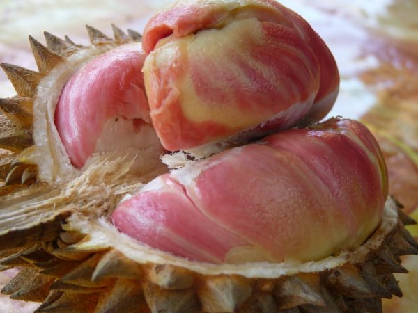foto durian merah