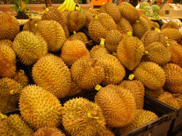 foto durian montong