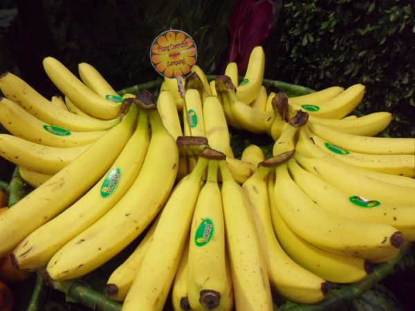 foto pisang cavendish