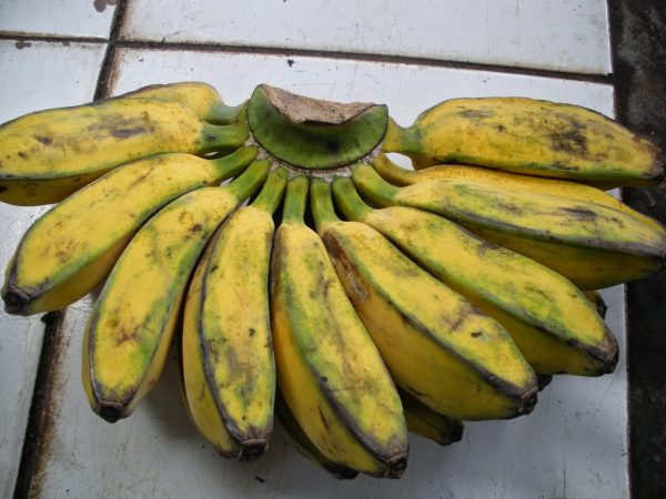 foto pisang kepok