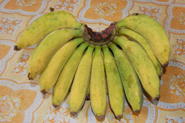 foto pisang raja