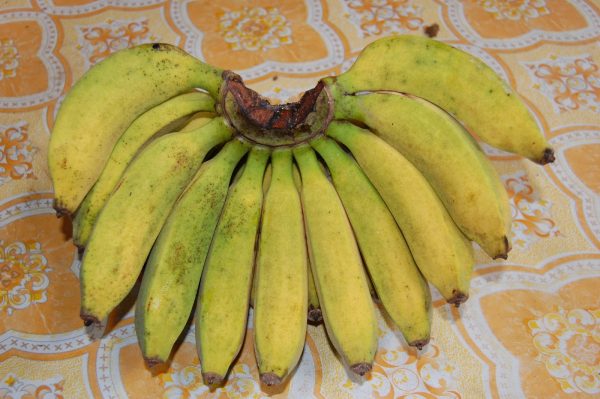 foto pisang raja