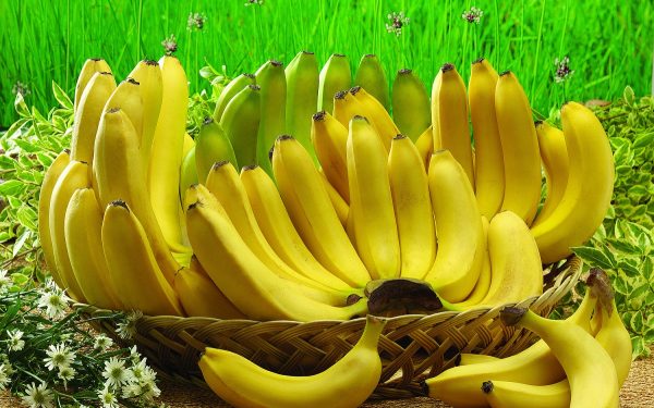 jenis-jenis buah pisang