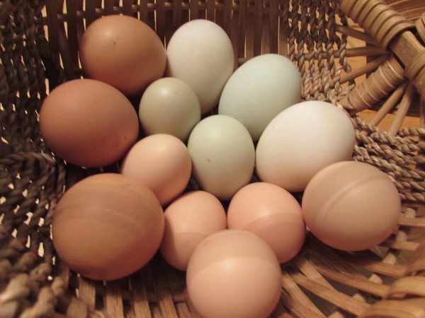 manfaat telur hasil ternak ayam kampung dan ternak bebek