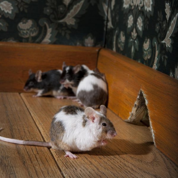 mengenal karakteristik tikus