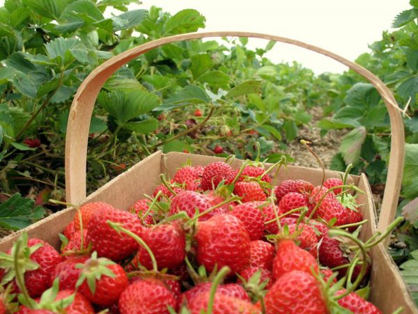 peluang usaha budidaya strawberry