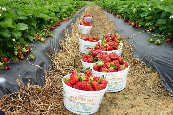 peluang usaha dan budidaya strawberry