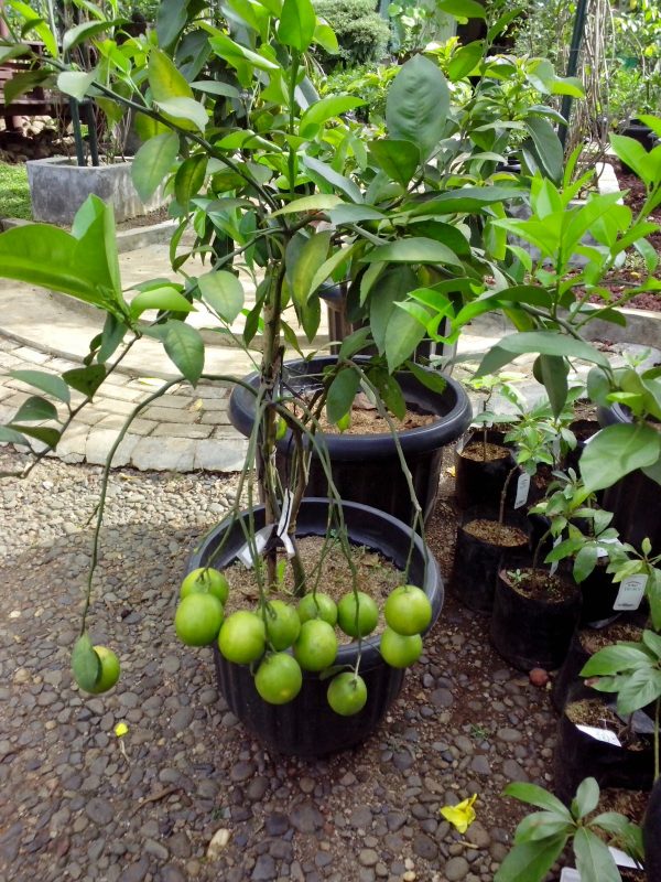 peluang usaha jual bibit tanaman buah dalam pot