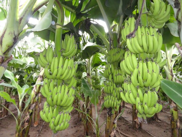 perawatan kebun yang menjauhkan lahan dari penyakit pisang