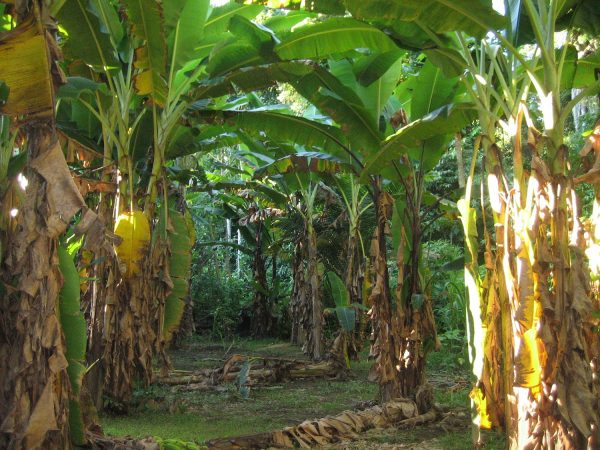 persiapan lahan pisang untuk budidaya yang menguntungkan