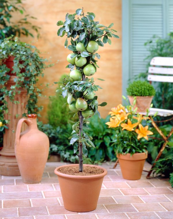 tips perawatan tanaman buah dalam pot