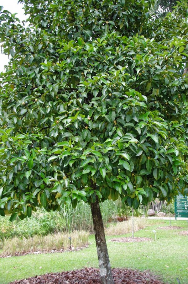 dimanakah pohon manggis bisa tumbuh?