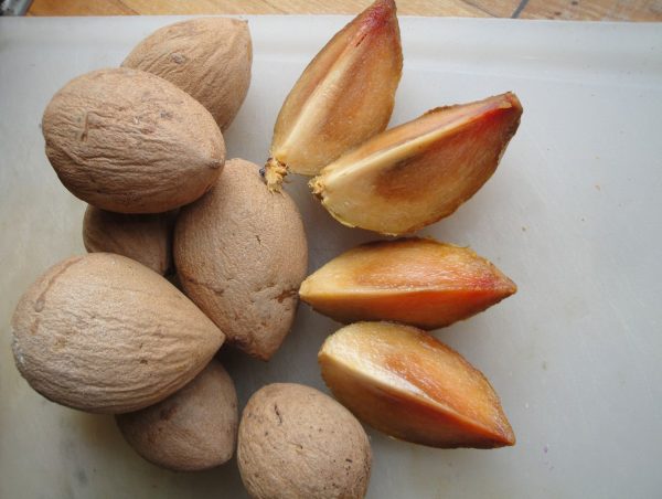 khasiat buah sawo