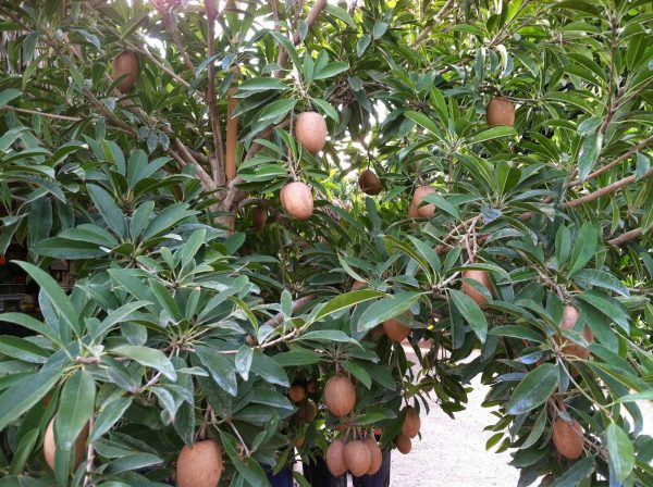 merawat pohon sawo pasca panen