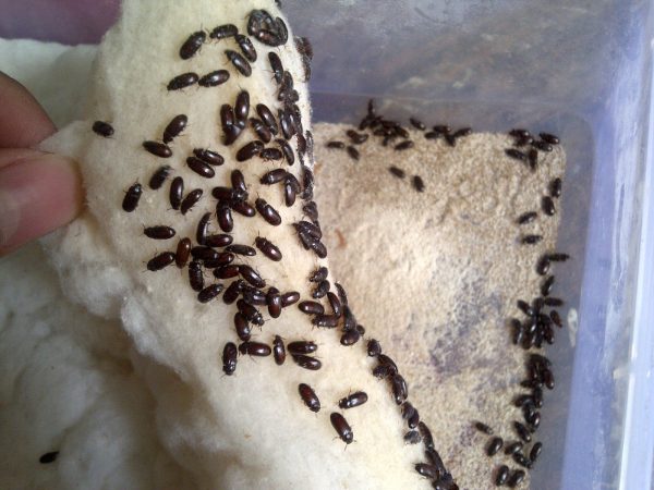 ciri semut jepang